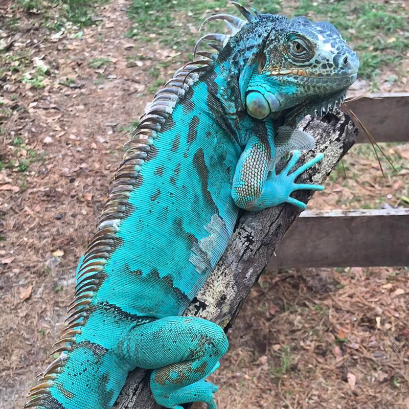 Cách ấp trứng cho Rồng Nam Mỹ Iguana với đá Vermiuclite