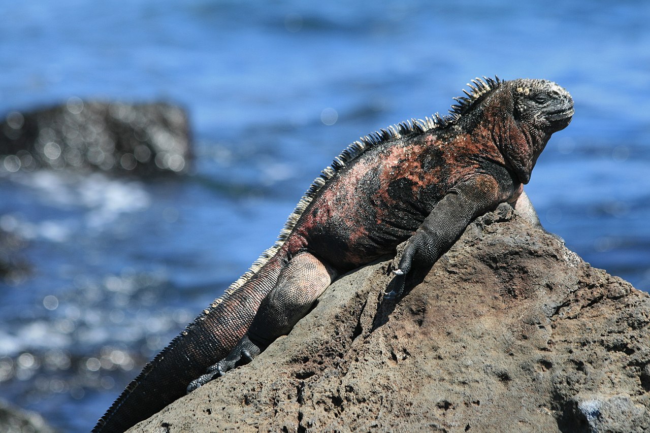  Rồng Nam Mỹ Biển [LOÀI IGUANA ĐỘC NHẤT]