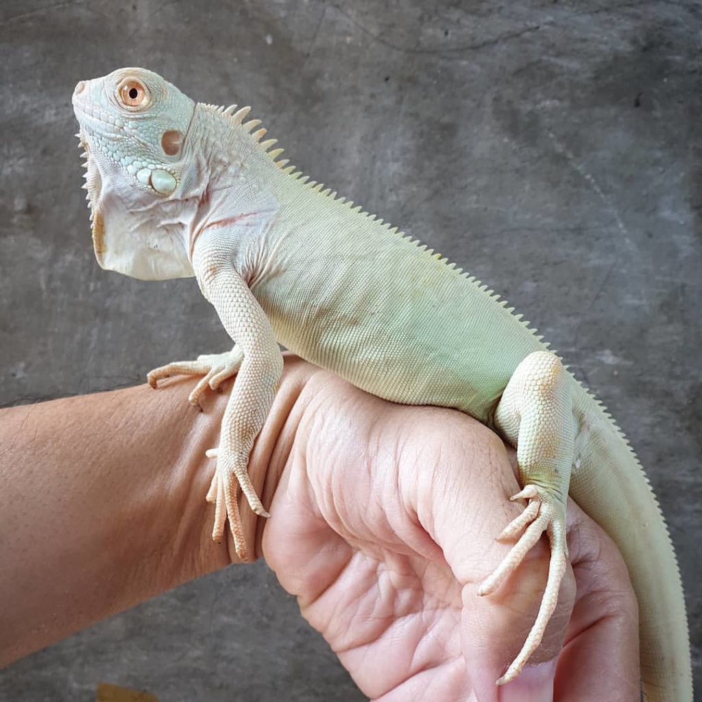 Rồng Nam Mỹ Tuyết - Snow Iguana [TUYỆT PHẨM LAI TẠO]