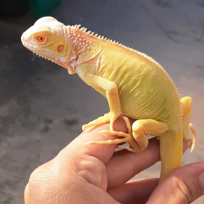 Albino Iguana - Rồng Nam Mỹ Bạch Tạng