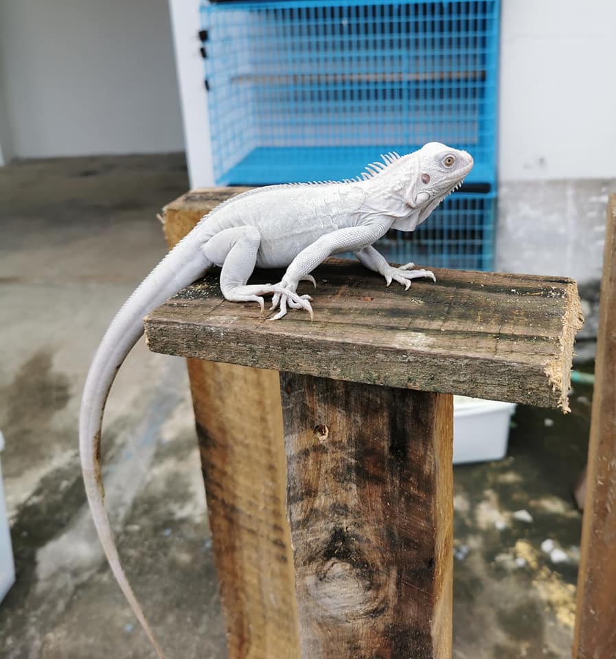Thanos iguana [TUYỆT PHẨM LAI TẠO]