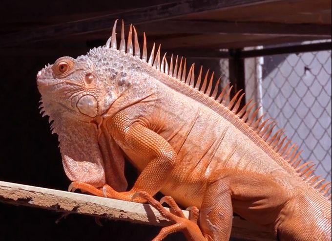 Cách phân biệt giới tính Rồng Nam Mỹ (Iguana)-2