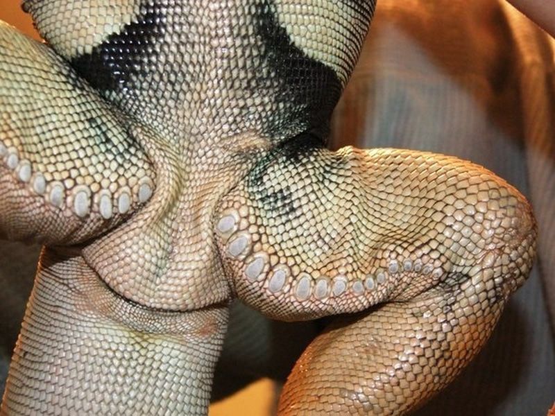 Cách phân biệt giới tính Rồng Nam Mỹ (Iguana)-3