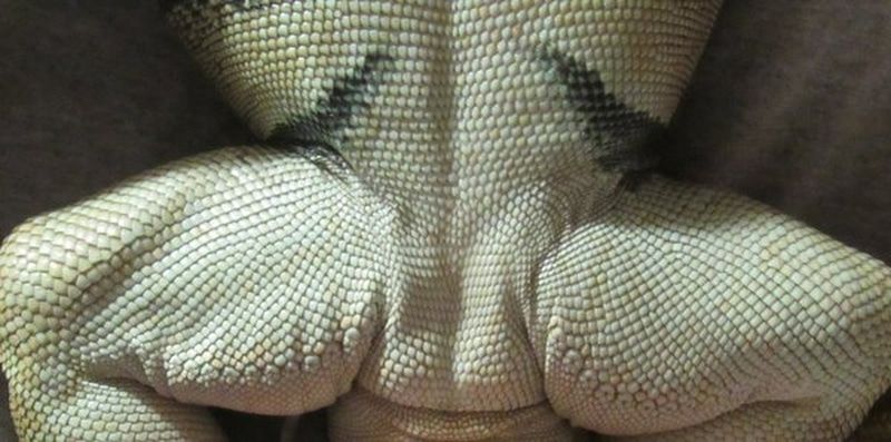 Cách phân biệt giới tính Rồng Nam Mỹ (Iguana)-5
