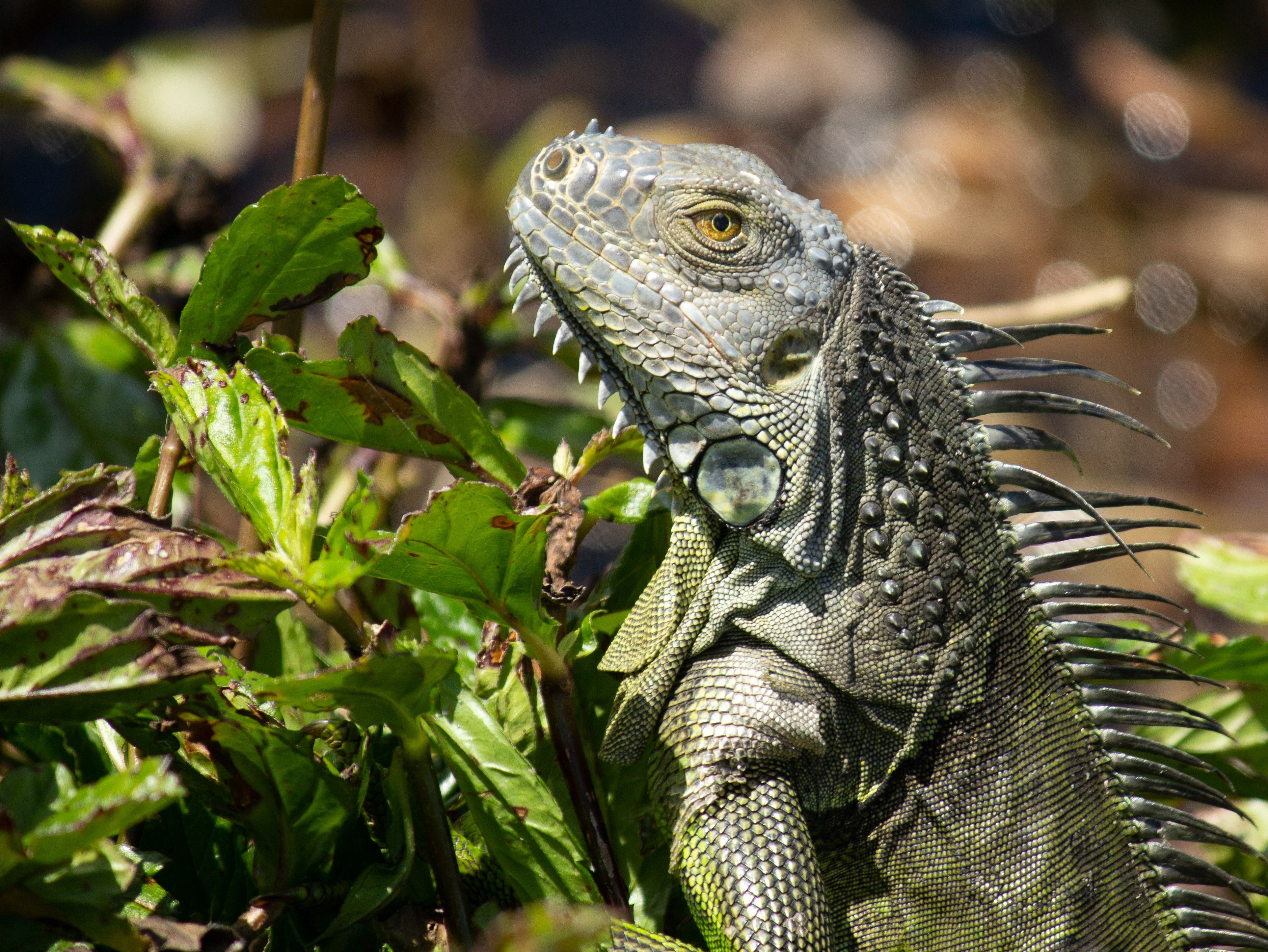 Cách phân biệt giới tính Rồng Nam Mỹ (Iguana)-6