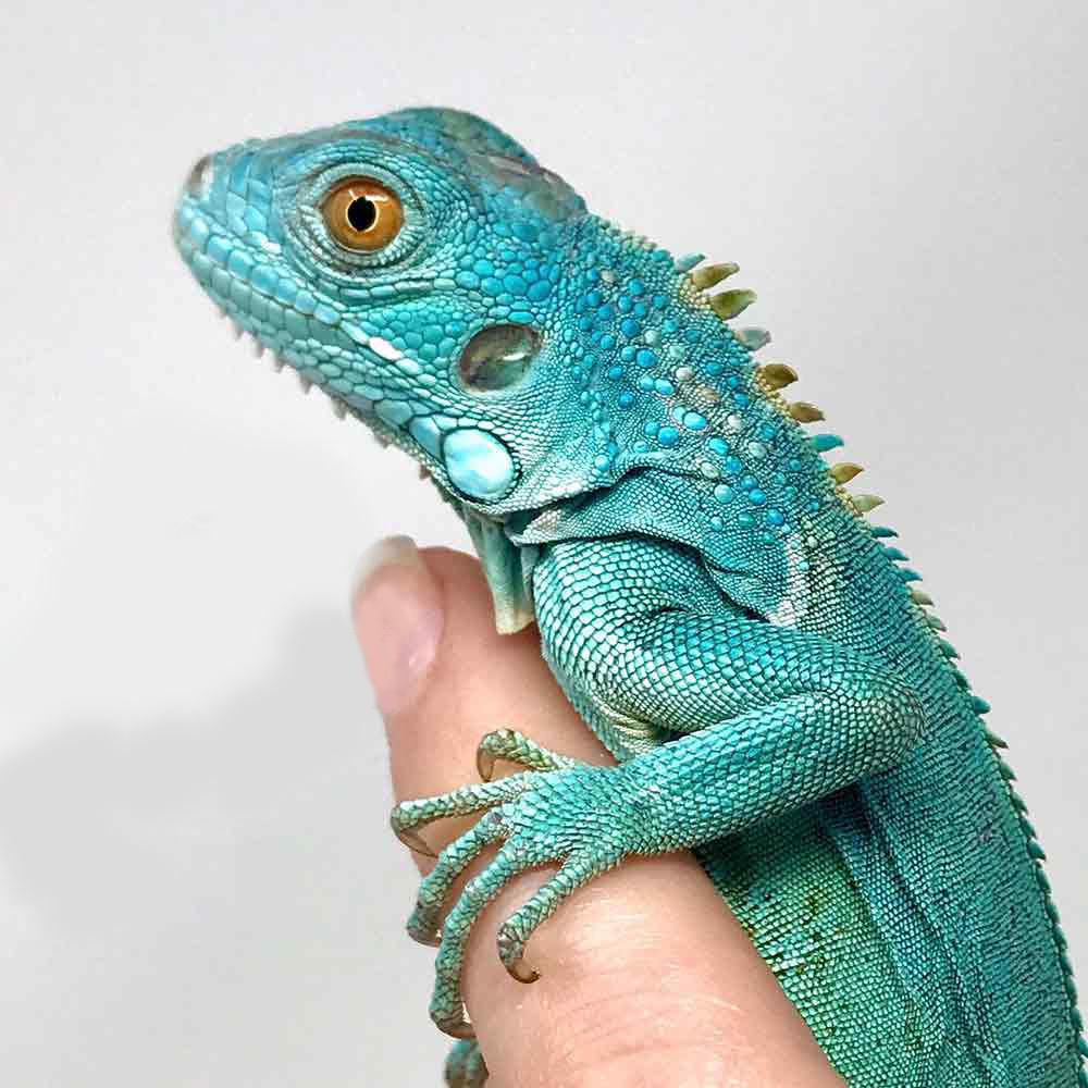 RỒNG NAM MỸ XANH DƯƠNG (BLUE IGUANA) | VUA THU CUNG